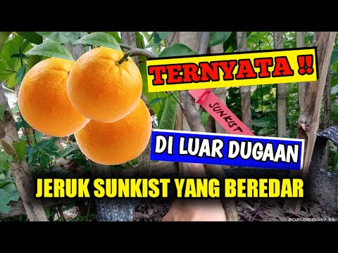 Video: Apakah bunga jeruk tiruan bisa dimakan?