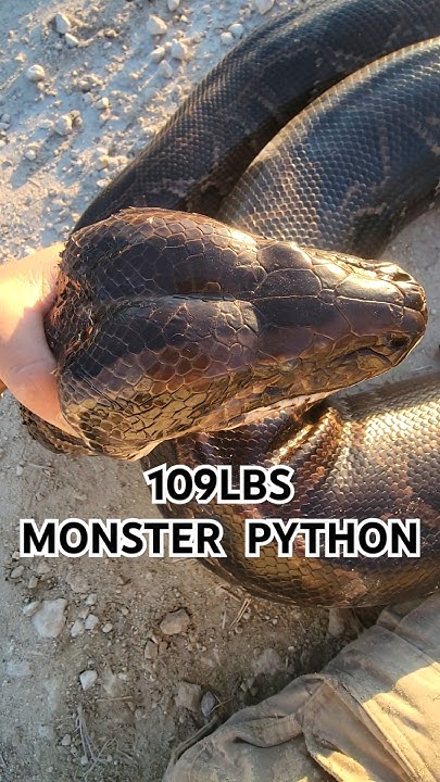 109LBS MONSTER PYTHON! #fyp #foryou #explorepage #explore #snake # ...