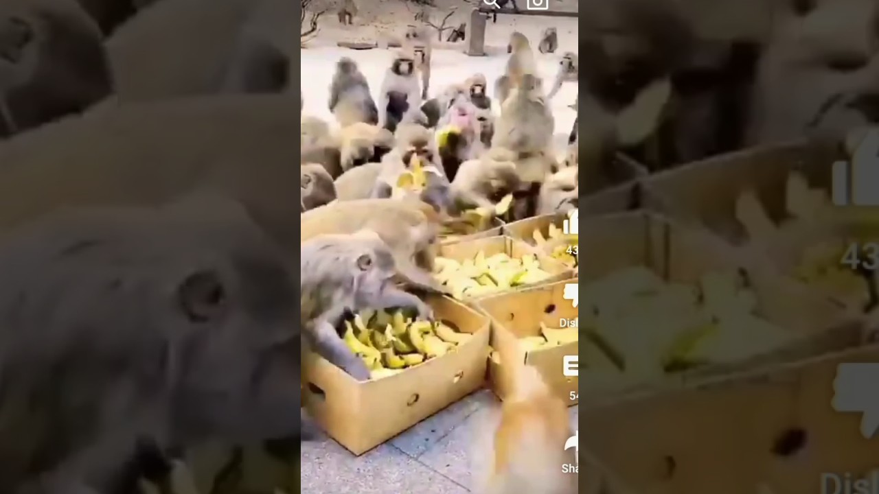 monkey eating candy @chiks-  @UltraBollywood  @tseries  