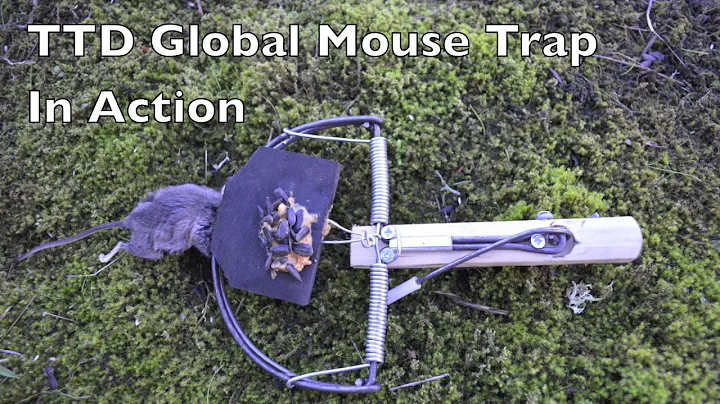 TTD Global Mouse Trap In Action. A Modern Version ...