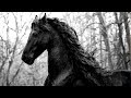 Dark side  friesian horses music