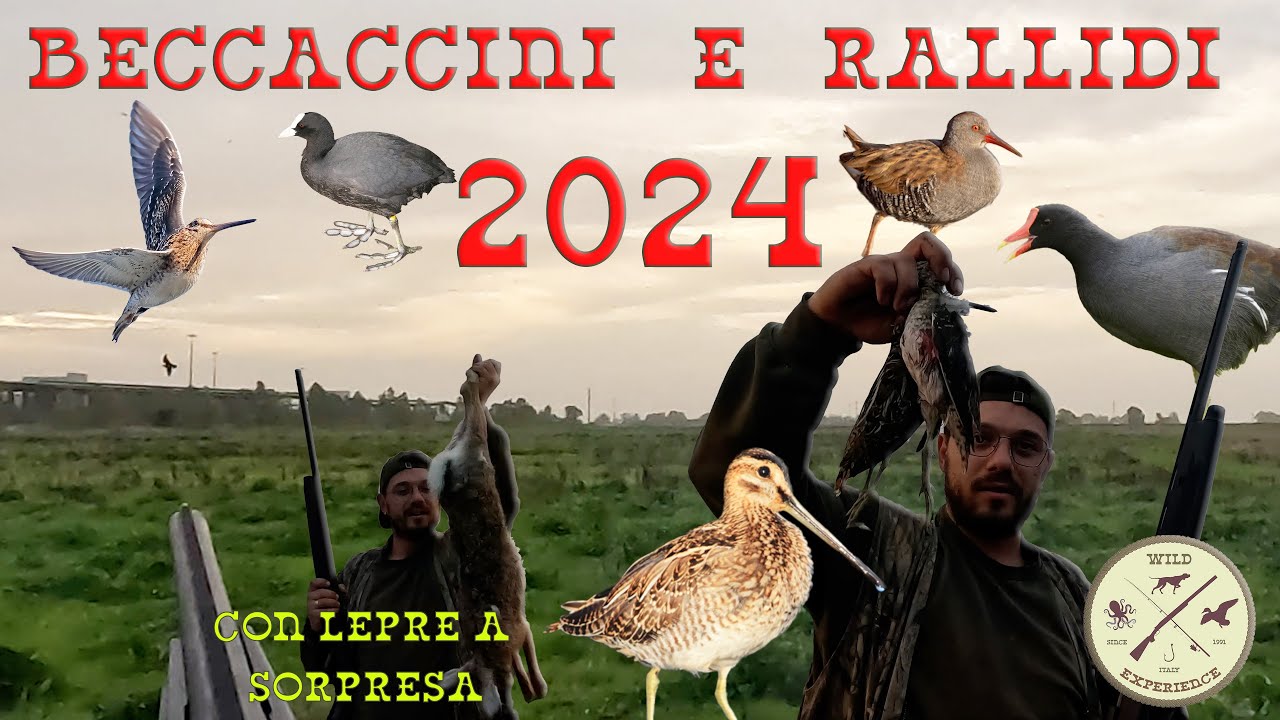 CACCIA A BECCACCINI E RALLIDI * 2024 * CON LEPRE A SORPRESA - SNIPE HUNTING - CHASSE A LA BECASSINE