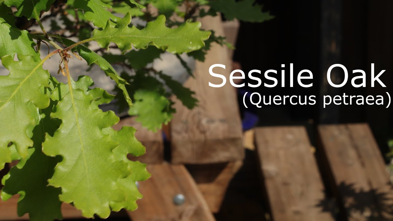 Sessile Oak Bonsai (Quercus petraea) Spring 2020