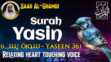 Surah Yasin (Yaseen) سورة يس | By Sheikh Saad Al-Ghamdi | Surah YASIN Full Merdu dan Menyejukkan