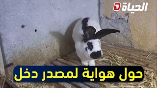 فيصل.. قصة شاب جزائري حول هواية في تربية أرانب لمصدر دخل