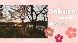 Sakura around Misawa | Sakura Series