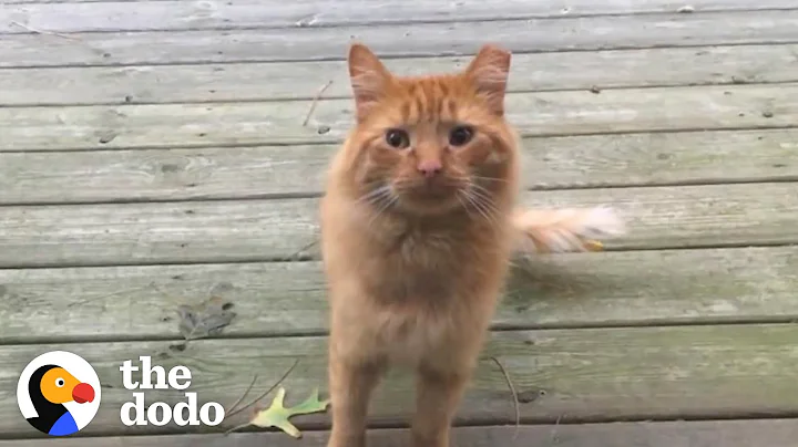 Guy Tries To Befriend A Stray Cat For Over A Year | The Dodo - DayDayNews