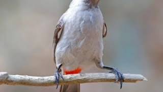 Kicau burung Kutilang gacor cocok untuk masteran dan suara pikat