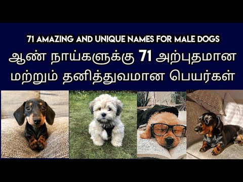 ஆண் நாய்களுக்கு 71 தனித்துவமான பெயர்கள் | 71 unique names for male dogs | dog names | ishu RJ