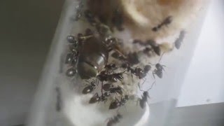 Lasius niger Day 161: Warm winter made ants woke up