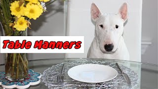 Leaving My Dog Alone at the Table with Food. Leave It Challenge by Feenix the Funny Singing Dog 420 views 3 years ago 1 minute