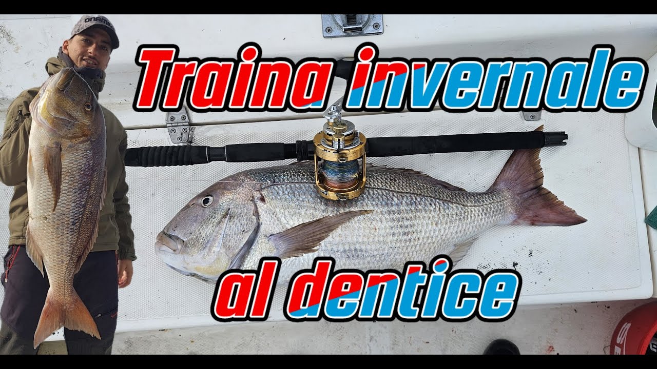 Traina invernale al dentice
