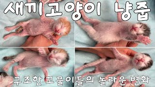 태어난 지 3일 된 아기고양이 냥줍 놀라운 변화 | 유기당한 새끼 고양이들 구조 후 7일간의 기록