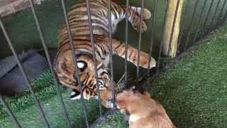 Friends, tiger and dog !