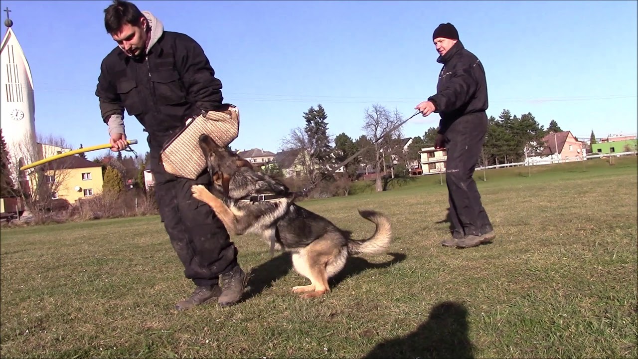 Xara z Jukasu - protection - 9,5 months