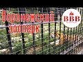 ВОРОНЕЖСКИЙ ЗООПАРК И ПАРК АВИАСТРОИТЕЛЕЙ/ КУДА СХОДИТЬ В ВОРОНЕЖЕ.