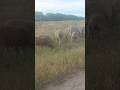 Sheep 🐑 graze along the road / Овечки 🐑 пасутся вдоль дороги #sheeps #sheep