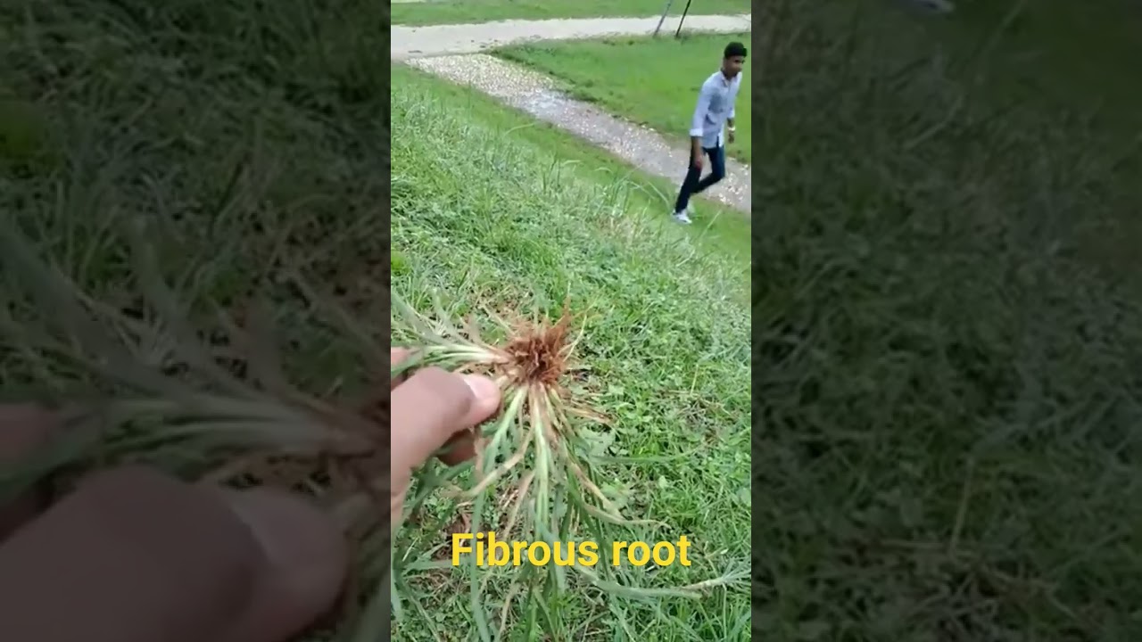 Fibrous rootNcert example - wheat  root 