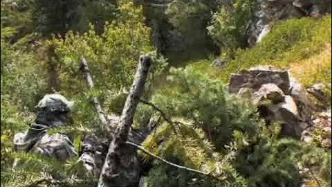 Bow Madness WA Mule Deer