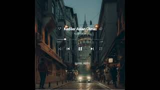 Norm Ender Kediler Aslan Olmaz