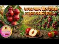 মিস ইন্ডিয়া কুল এর আপডেট || Miss India Kul Update@ Dasghara Fruits Garden ( 09/11/2025 )