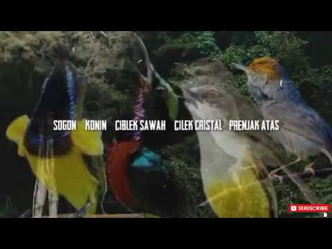 MASTERAN LENGKAP (SOGON+KONIN+CIBLEK SAWAH+CIBLEK KRISTAL+PRENJAK ATAS)