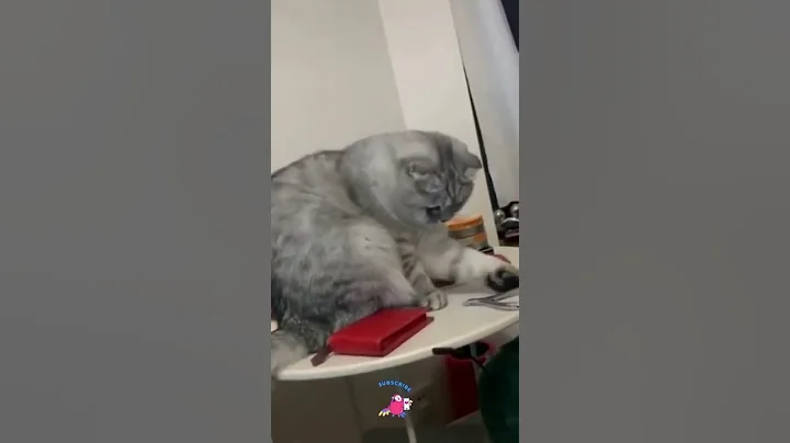 Video 1517971: funny pets animals kittens, pets animals funny laugh, petted enjoying