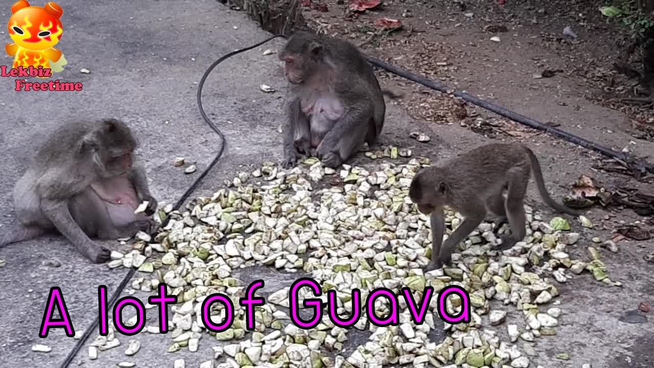 A lot of guava.....Many monkeys can fully eat - YouTube