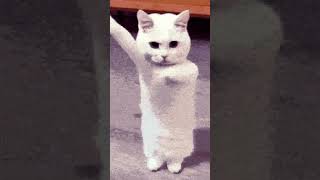 kedi cikiyomu #hoi4 #map #keşfetbeniöneçıkar #osmanlı #cat