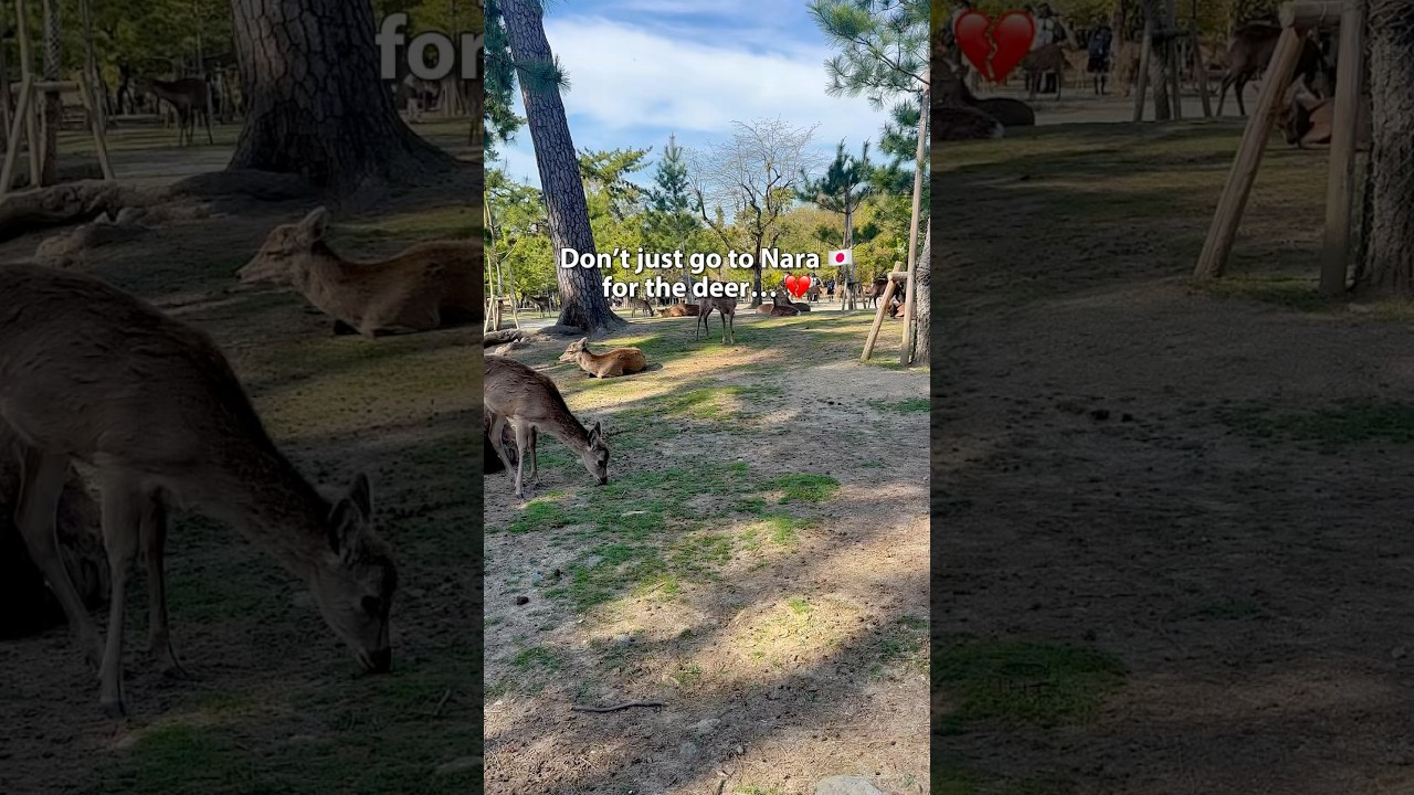More things to do in Nara than see wild deer 🦌 (they’re cool too)