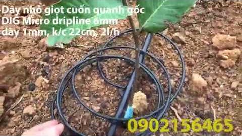 Tưới Nhỏ Giọt Cuốn Quanh Gốc Cho Cây Ăn Trái