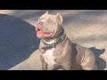 Discovering the American Bully: Yard Setup, Kennel Expansion, and Passionate Breeding