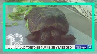 2-headed tortoise is celebrating its 25th birthday this weekend