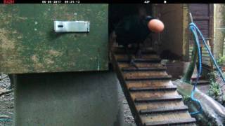 Crow Stealing Egg from Chicken Coop