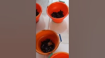 Taman nasional meru betiri pelepasan tukik di pantai sukamade banyuwangi