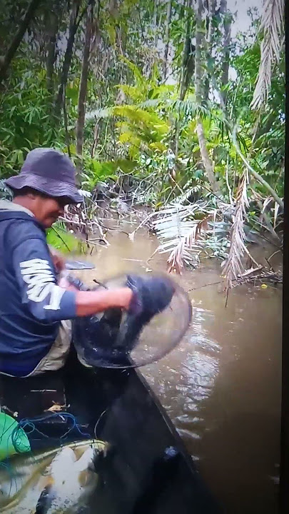 PASANG TAJUR IKAN TAPAH DI TENGAH HUTAN KALIMANTAN