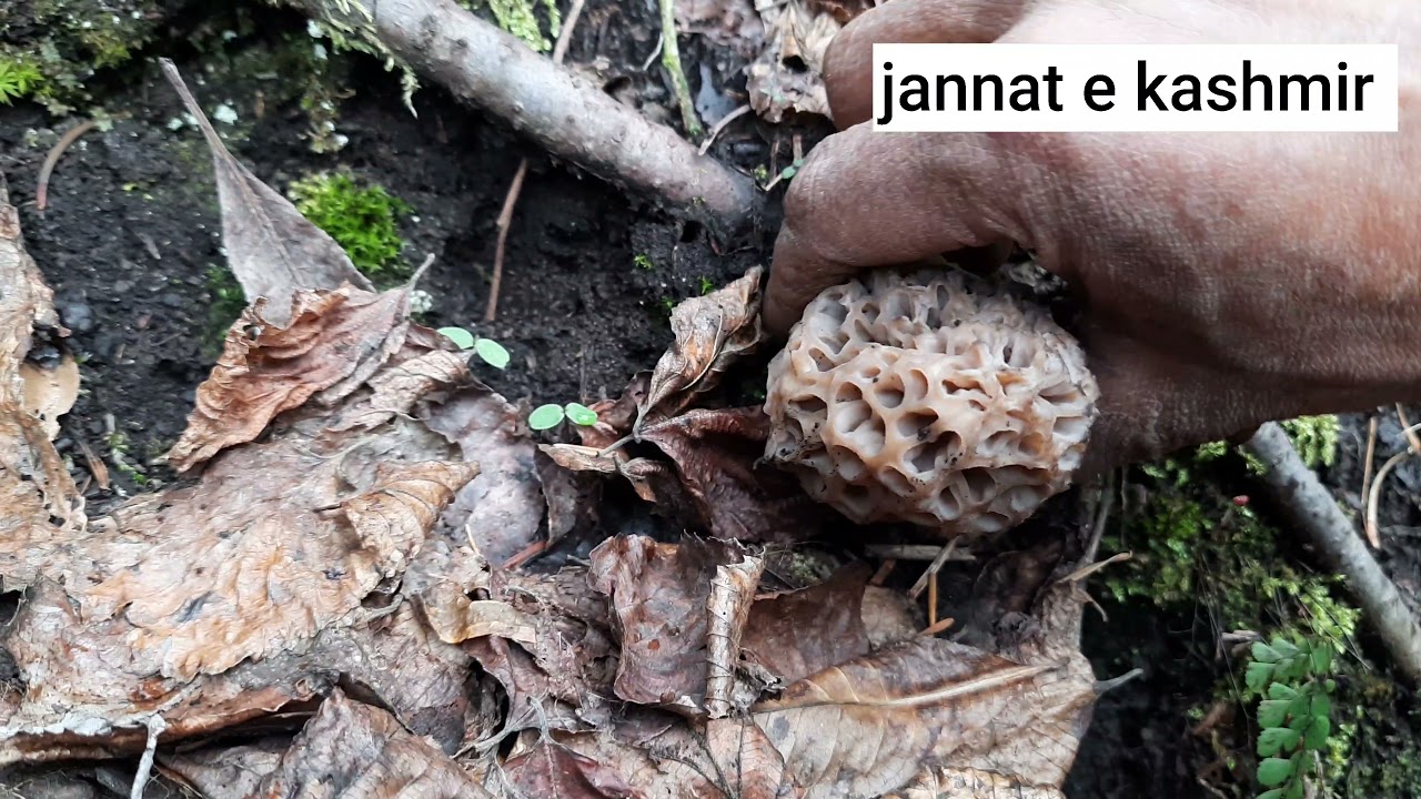 MorelMushrooms (Gucchi in kashmir forest ) part 1 YouTube