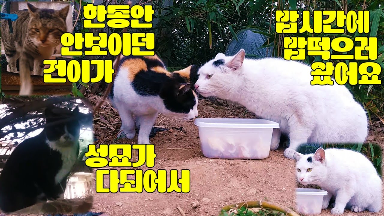한동안 안보이던 건이가 성묘가 다 되어서 밥 시간에 밥 먹으러 왔어요