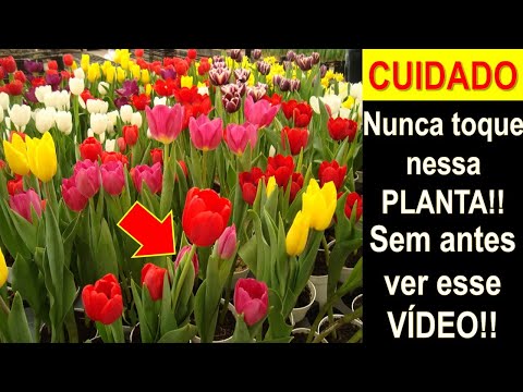 Vídeo: Quanto custa uma árvore de tulipa?