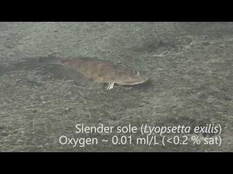 A Benthic Transect Across Hypoxia