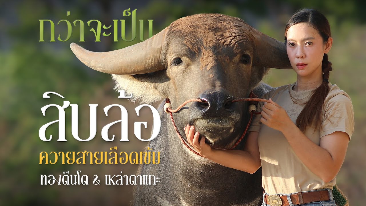 Прежде чем стать «десятиколесными», гены коз с сильными глазами смешиваются с золотом большеногой...