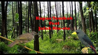 Masteran Ampuh Kapas tembak Feat Jalak Rio-Rio