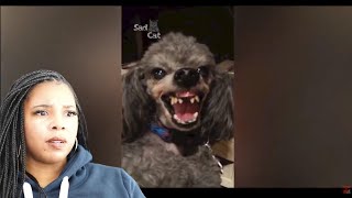 Angry Dogs Compilation | Reaction