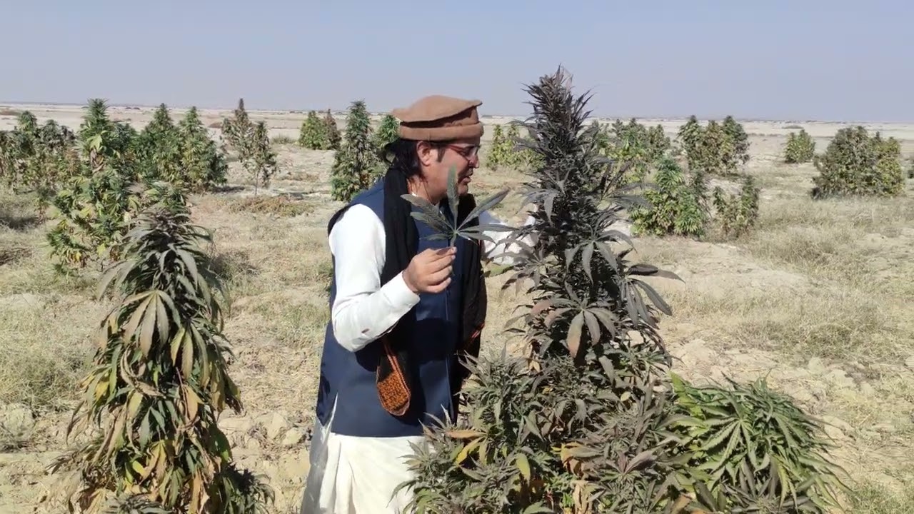 Large leaves and purple color . Landrace Culture  purple kandahar 