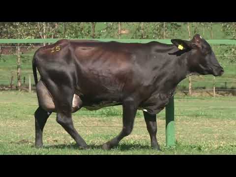 LOTE 15   FAZENDA SANTA LUZIA