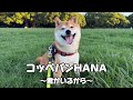 【オリジナル曲】コッペパンHANA〜君がいるから〜