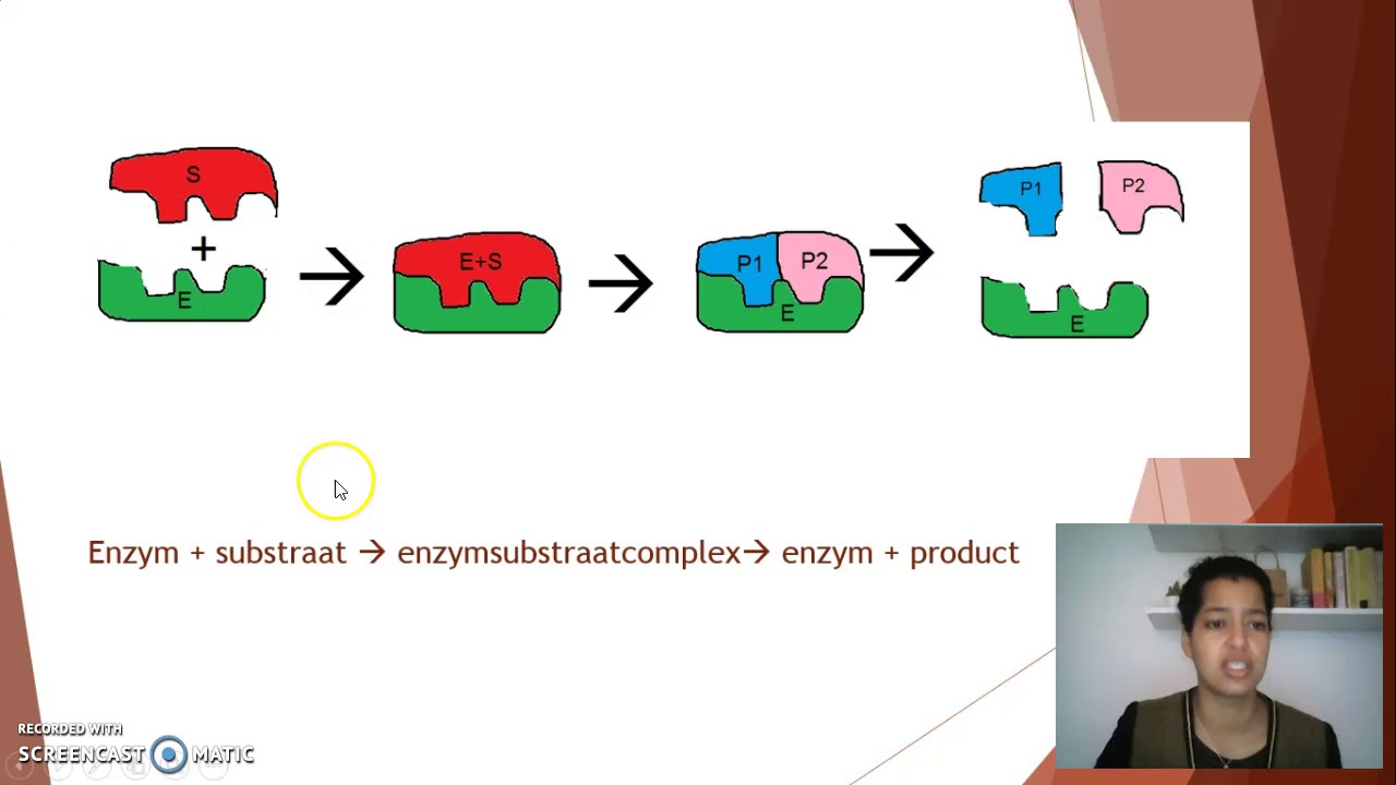 Enzymen en enzymactiviteit (HAVO en VWO)