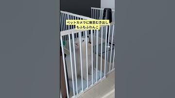 ペットカメラに敵意むき出しのもふもふわんこ #サモエドスマイル #サモエド子犬 #犬のいる暮らし #犬好き #犬との暮らし #もふもふ #もふもふ犬 #大型犬 #大型犬仔犬 #大型犬のいる暮らし