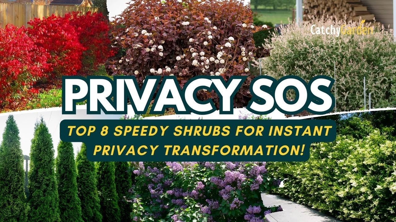 Privacy SOS: Top 8 Speedy Shrubs for Instant Privacy Transformation! 🌲🌺 ...