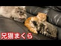 兄猫を枕にして寝る猫がこちらw